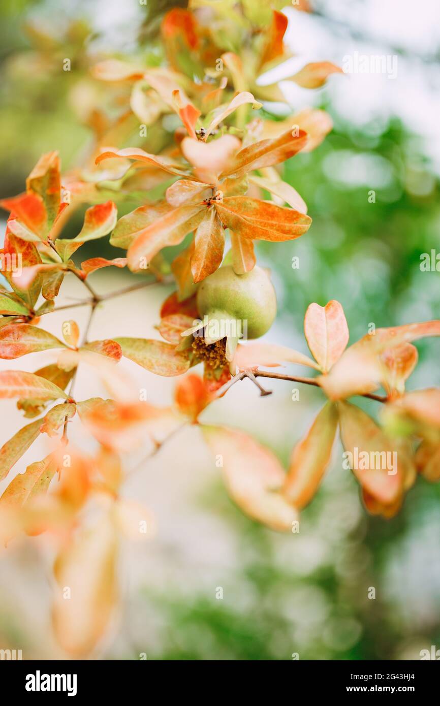 Un petit fruit grenade sur une branche d'arbre avec des feuilles rouges. Banque D'Images