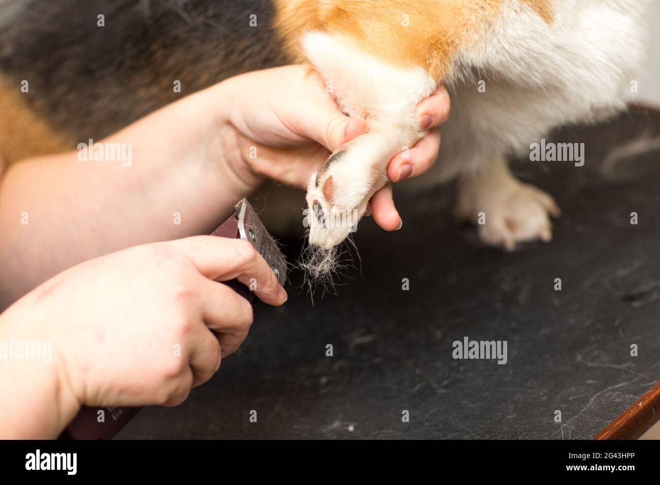 Le chien est cisaillé par une tondeuse à cheveux. Banque D'Images