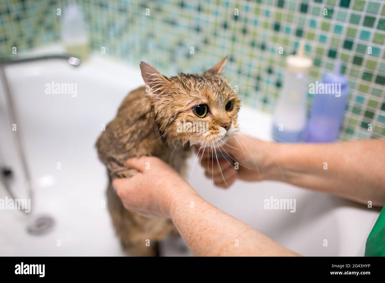 Toilettage pour chats et animaux dans un salon de beauté Photo Stock - Alamy
