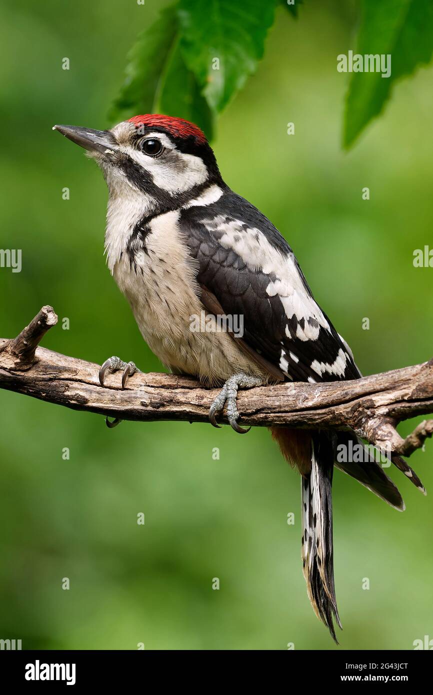 Pic mineur Banque D'Images