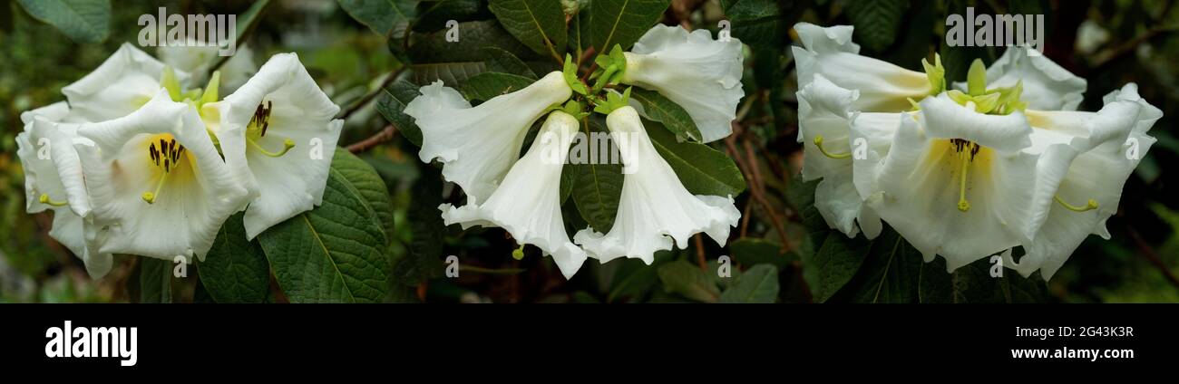 Gros plan de fleurs Datura blanches Banque D'Images