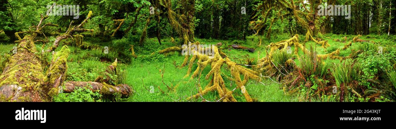 Paysage avec herbe verte et arbres tombés, Quinault Rainforest, Washington, Etats-Unis Banque D'Images