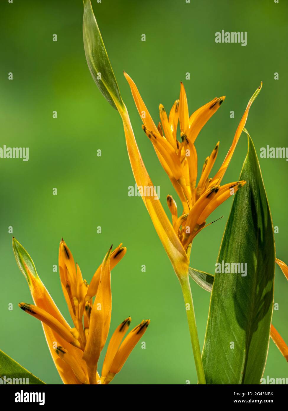 Gros plan du bec perroquet ou de la fleur de parakeet (Heliconia psittacorum) Banque D'Images