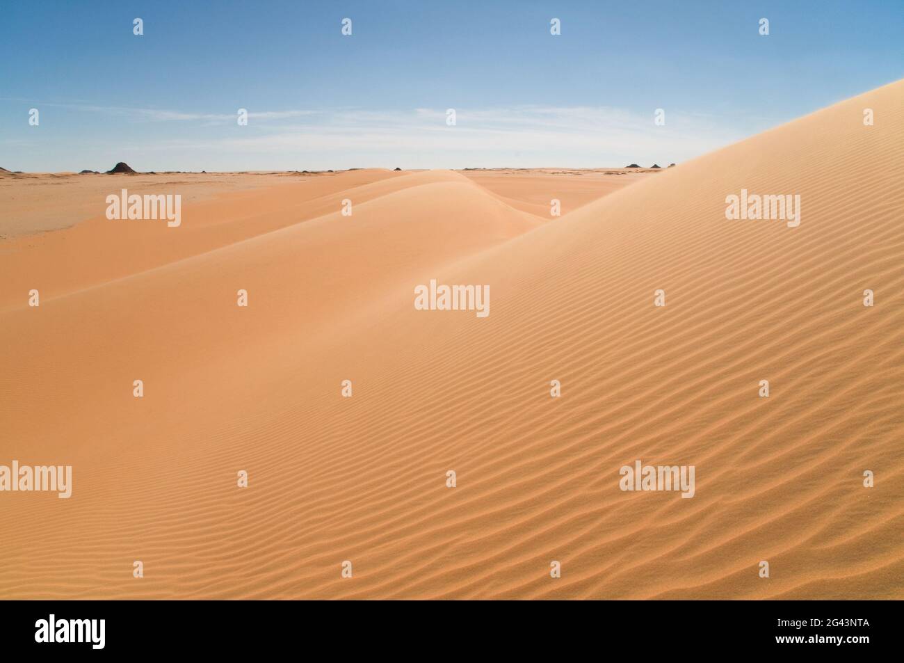 Le vent se déforme sur une grande dune de sable à dos de baleine au bord de la mer de sable, dans la région du désert occidental du Sahara, en Égypte. Banque D'Images