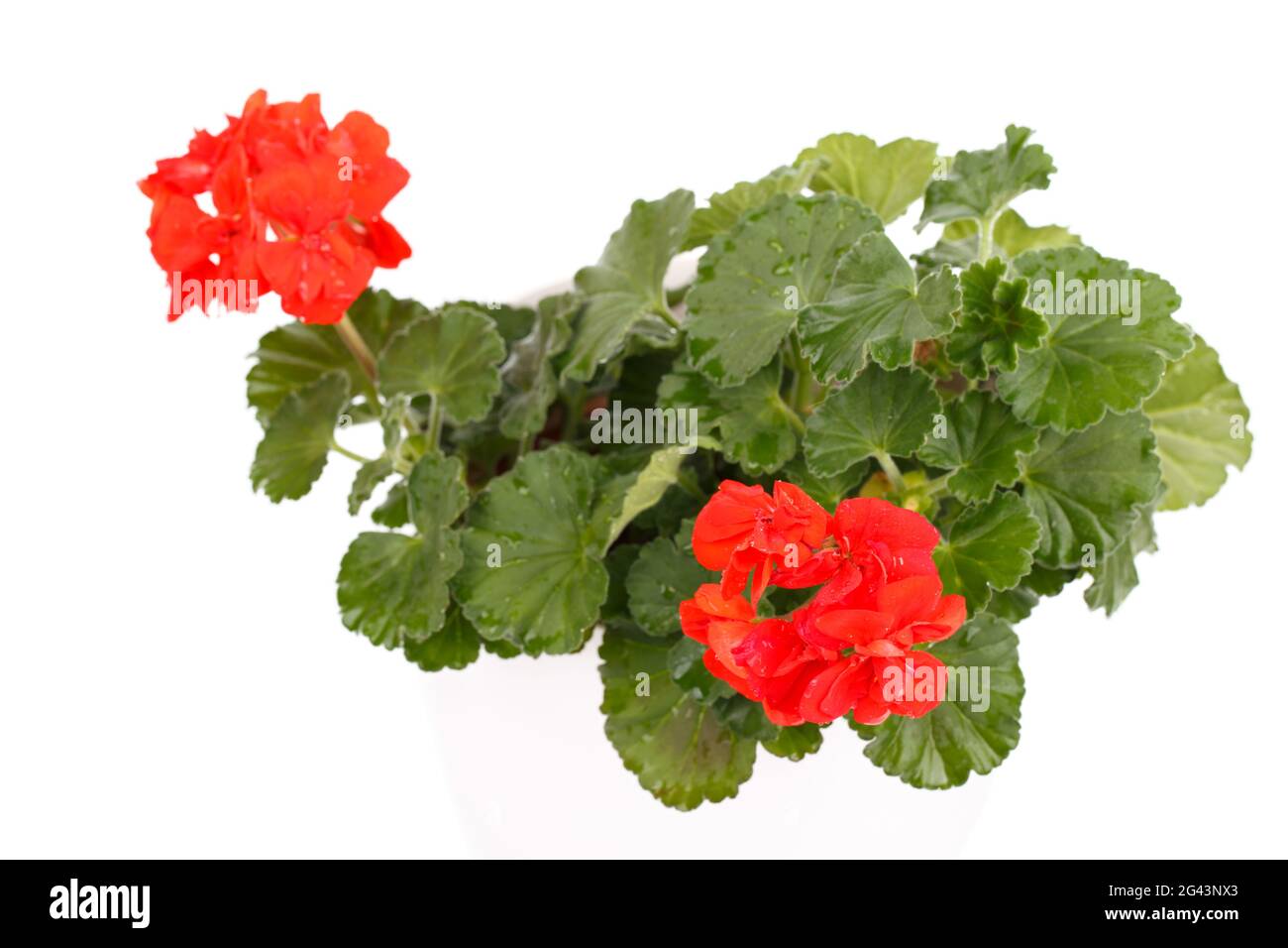 Fleur de géranium rouge Banque D'Images