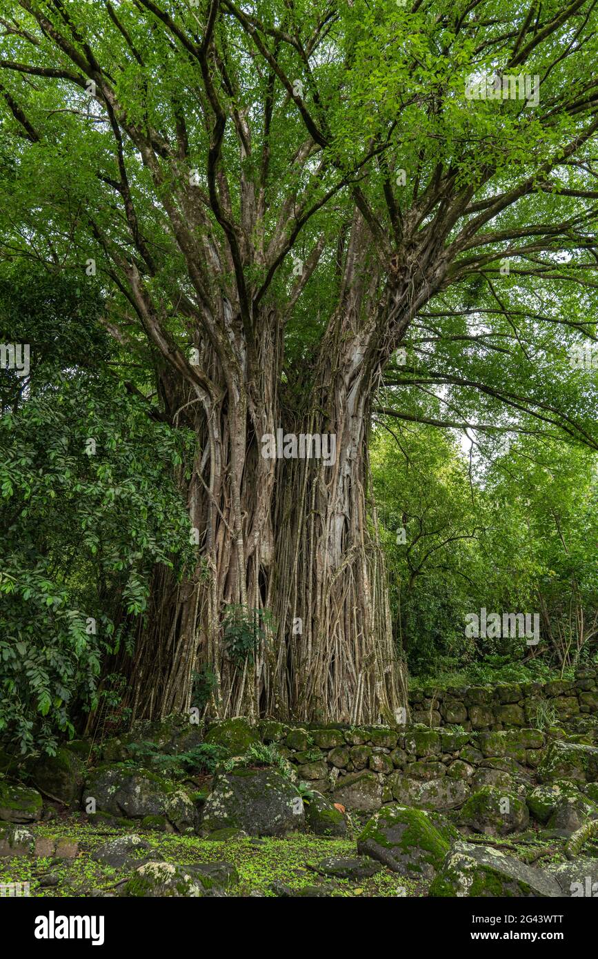 Un immense banyan Tree se dresse entre les tikis en pierre, les sites sacrés rituels (me'ae) et les immenses plates-formes en pierre (paepae) du site archéologique de Kamuihai Banque D'Images