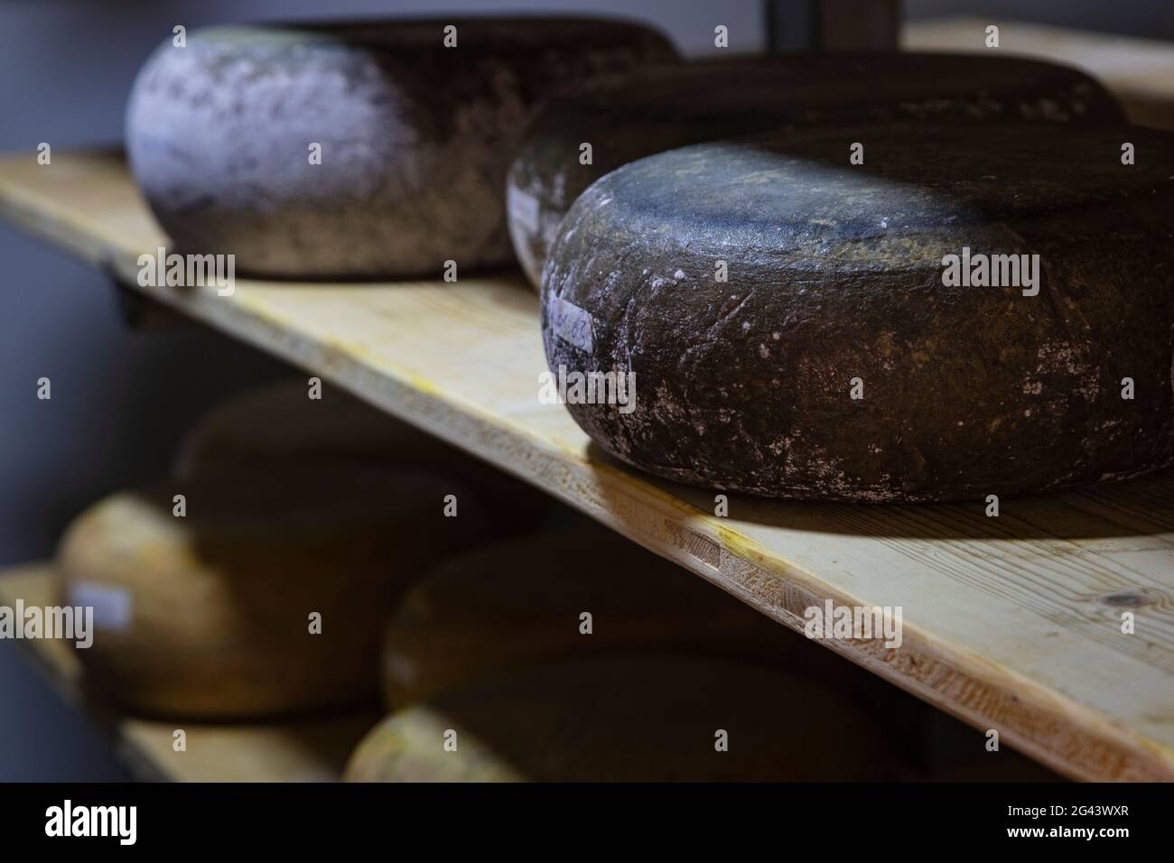 Le fromage de chèvre mûrit sur la ferme biologique Der Berghof, Schöllkrippen, Kahlgrund, Spessart-Mainland, Franconia, Bavière, Allemagne, Europe Banque D'Images