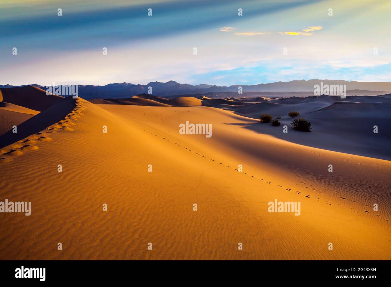 Télévision Mesquite Sand Dunes Banque D'Images