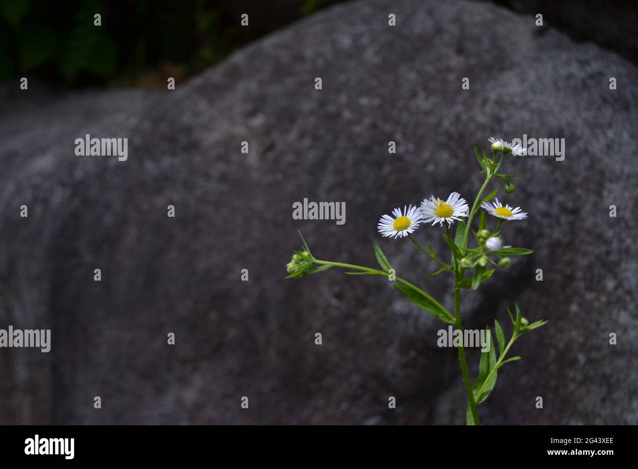 Des fleurs au Japon Banque D'Images
