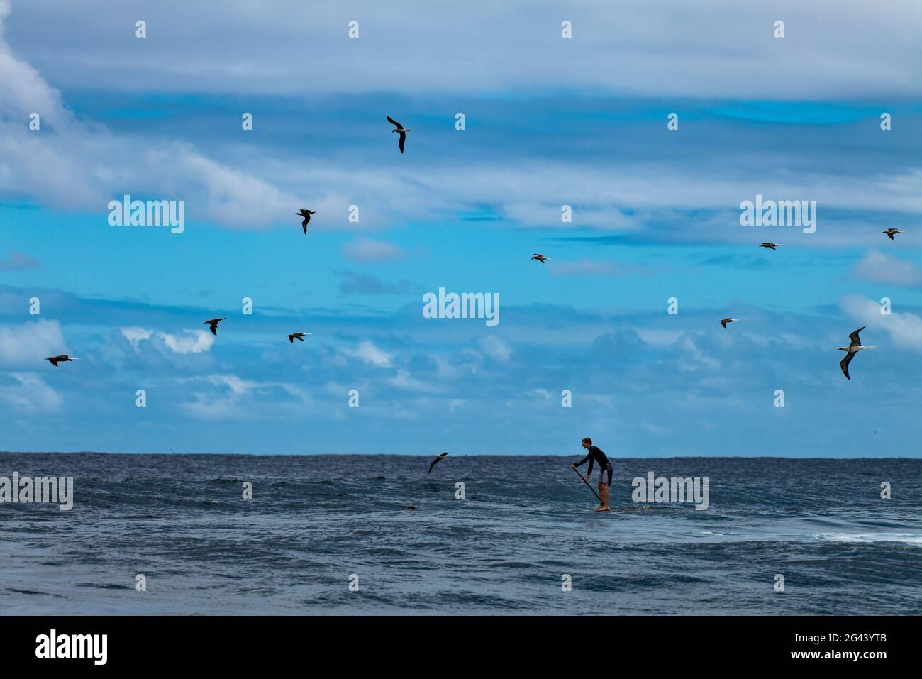 SUP levez le pagayeur sur une vague de rupture dans la zone de surf Teahupoo avec des oiseaux qui volent près de Tahiti Iti, Tahiti, les îles du vent, Polynésie française, Sou Banque D'Images