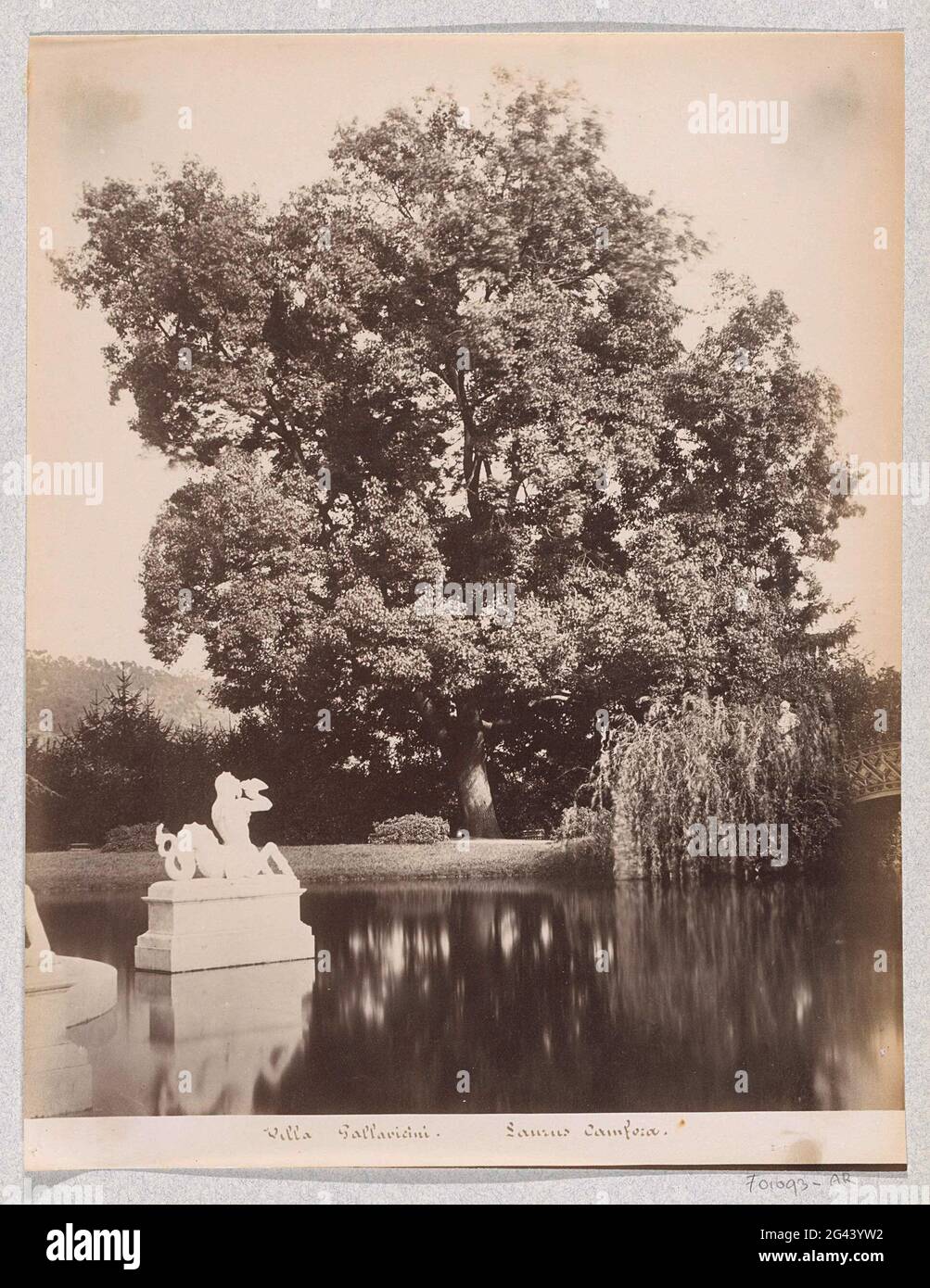Camphor (Laurus Camphora) dans le jardin de Villa Pallavicini à Pegli; Villa Pallavicini. Laurus Camfora. Fait partie d'un album de voyage avec des photos de sites touristiques à Gênes, Florence et Venise. Banque D'Images