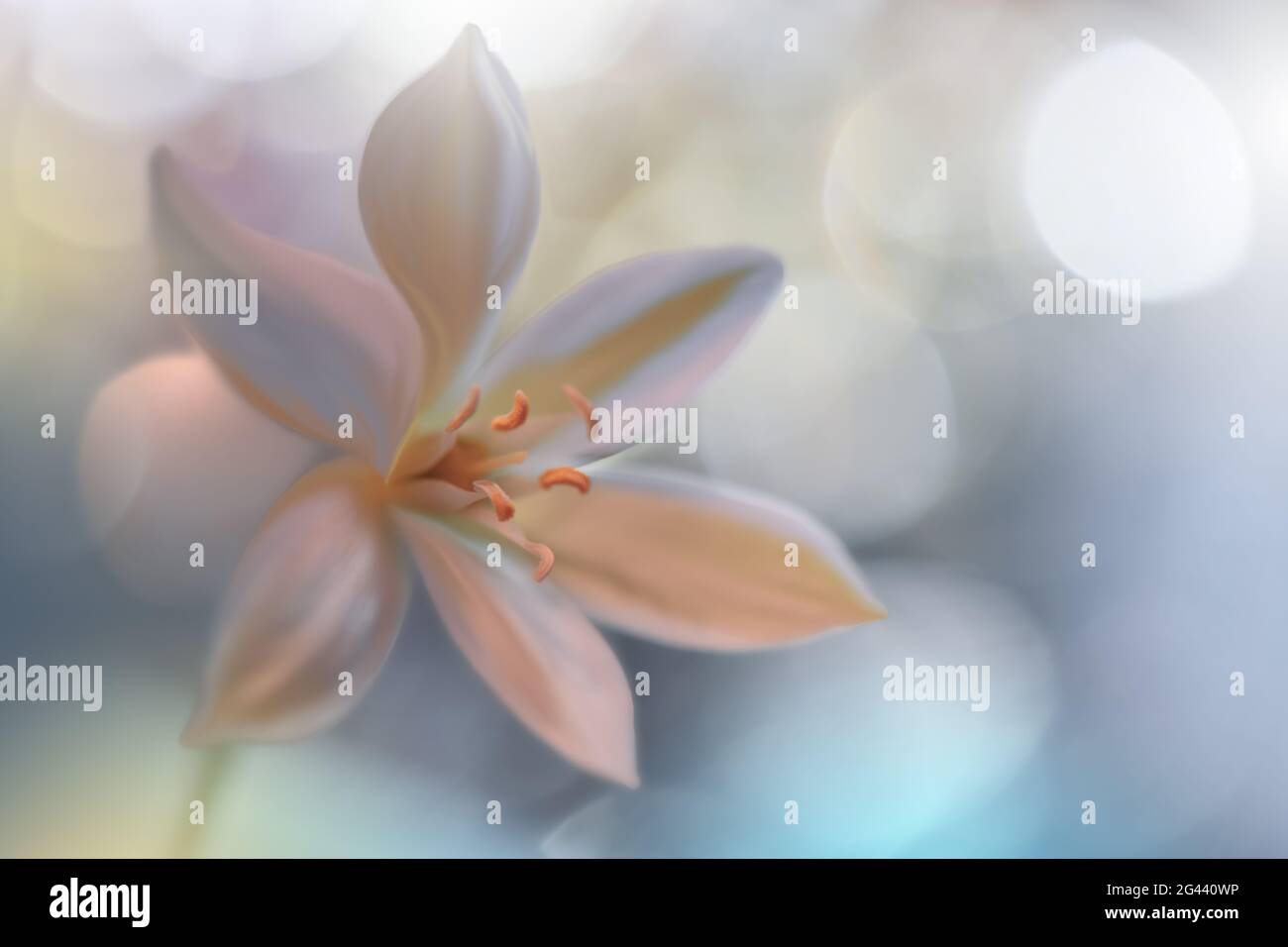 Macro Photography.Floral résumé pastel arrière-plan avec espace de copie.fleurs blanches dans le style doux. Banque D'Images
