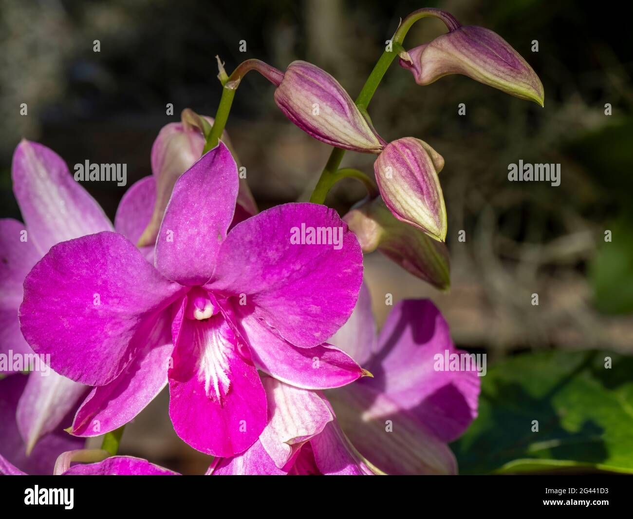 Close-up of pink orchid Banque D'Images