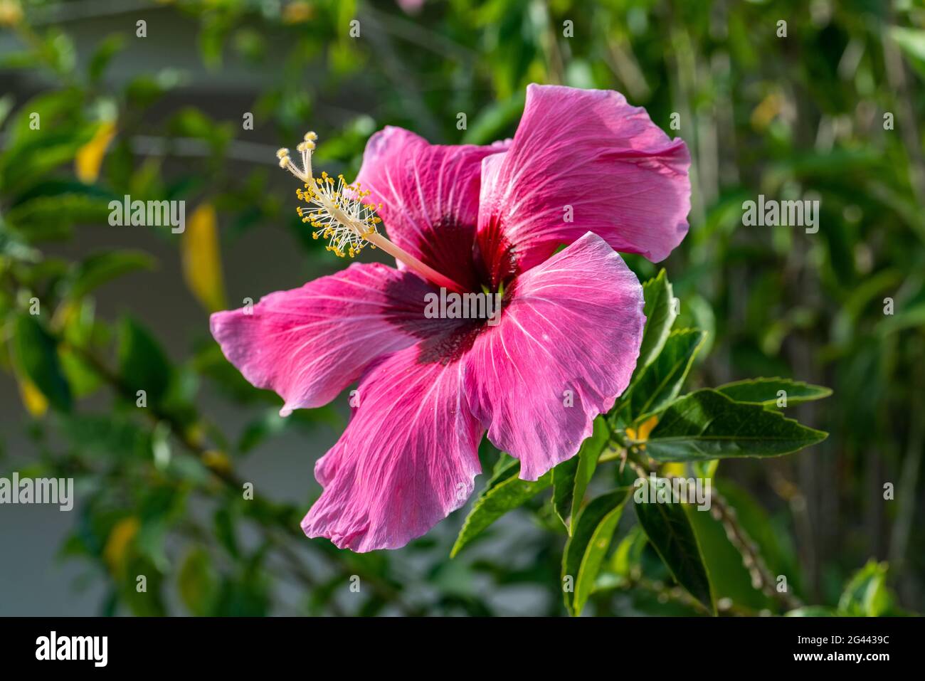 Belle fleur d'hibiscus rose et violet, Taiohae, Nuku Hiva, Iles Marquises, Polynésie française, Pacifique Sud Banque D'Images