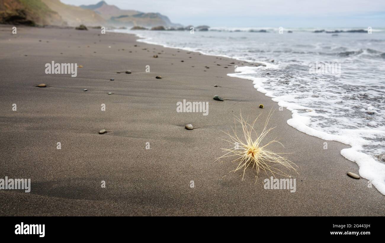 Chose à la plage Banque D'Images