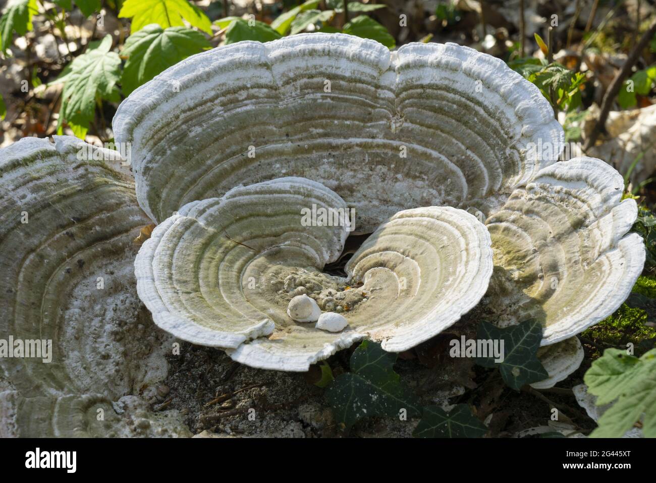Champignons à la forêt Banque D'Images