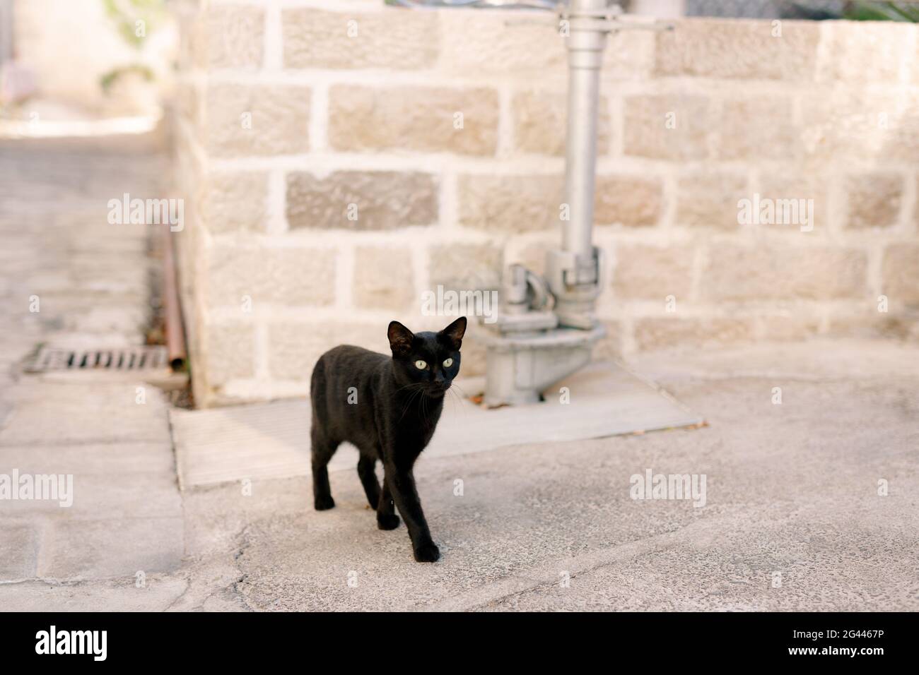 Un chat noir dans la cour sur l'asphalte se tient contre le fond d'un mur de briques et d'un pipeline métallique. Banque D'Images