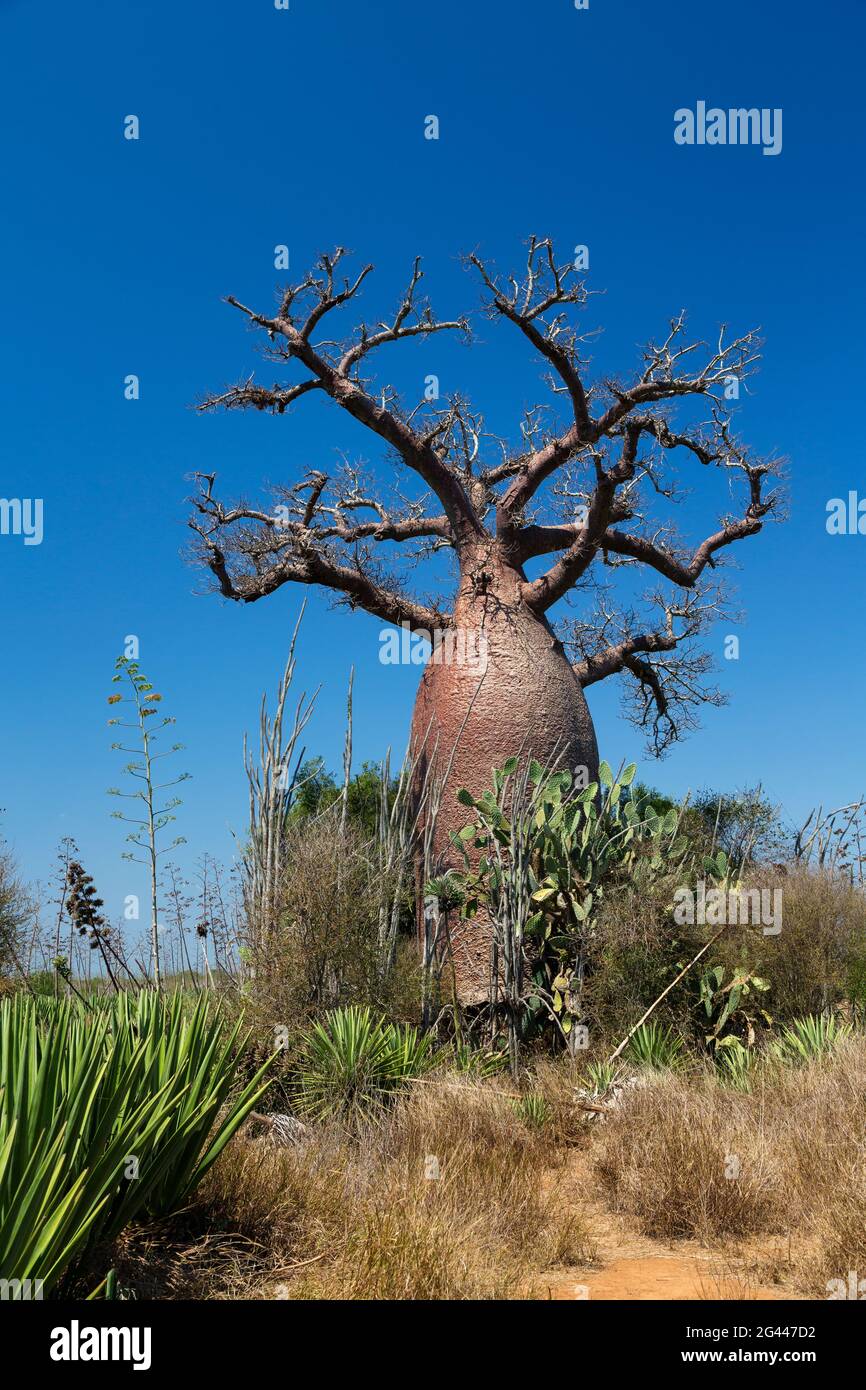 Baobab, Adansonia rubrostipa, réserve Berenty, sud de Madagascar Banque D'Images