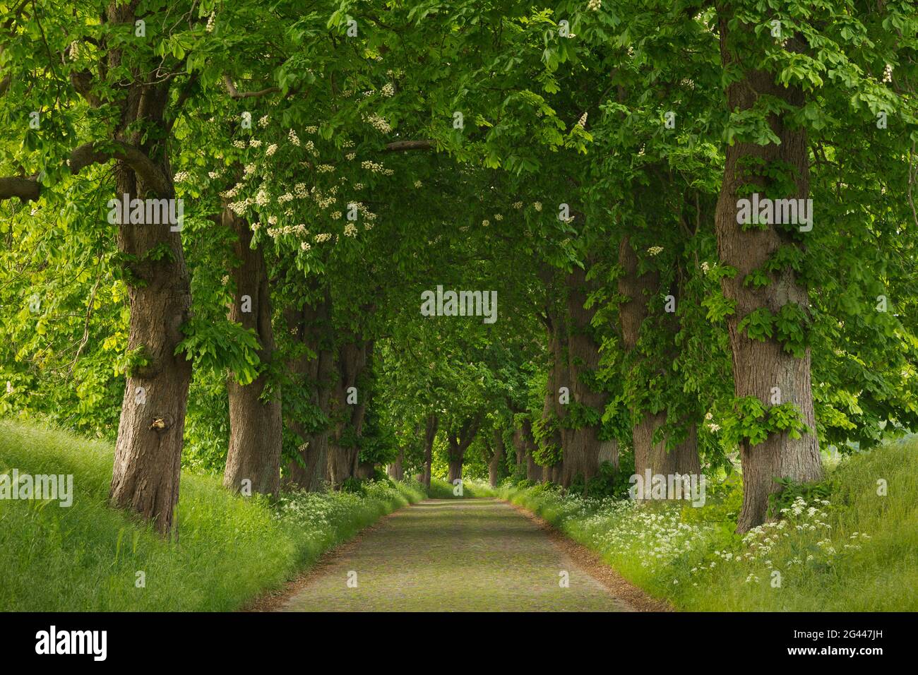 Kastanienallee près de Lancken-Granitz, Ruegen, Mer Baltique, Mecklembourg-Poméranie occidentale, Allemagne Banque D'Images