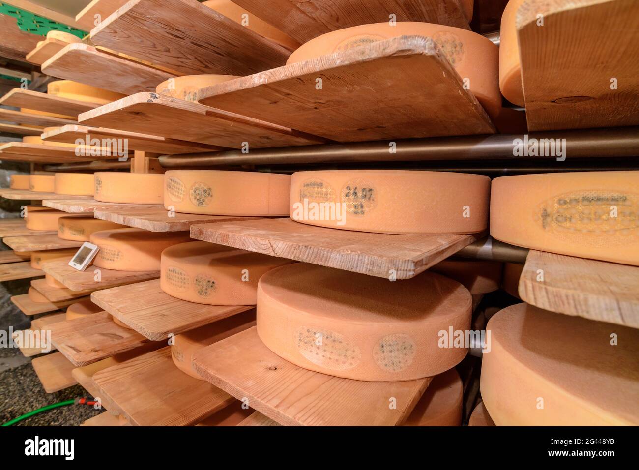 De grandes roues de fromage mûrissent dans des caves à fromage chez les marchands directs, Simmental, Alpes bernoises, Berne, Suisse Banque D'Images