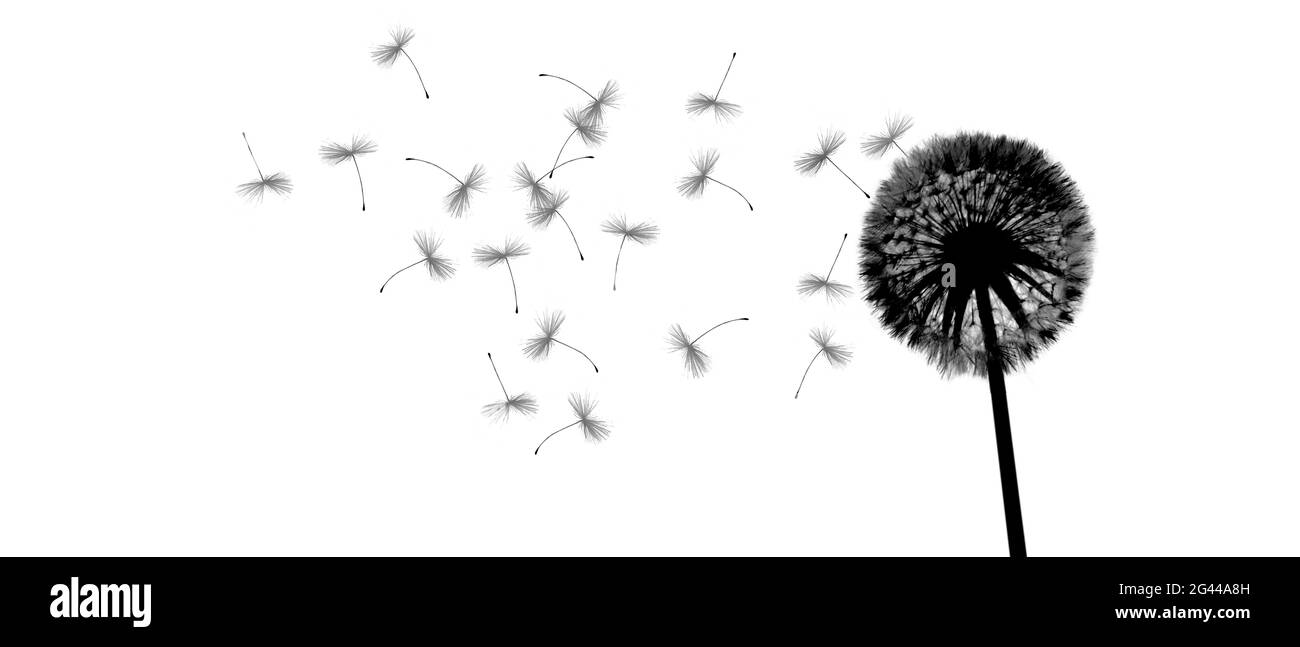 Fleur de pissenlit isolée avec plumes volantes Banque D'Images