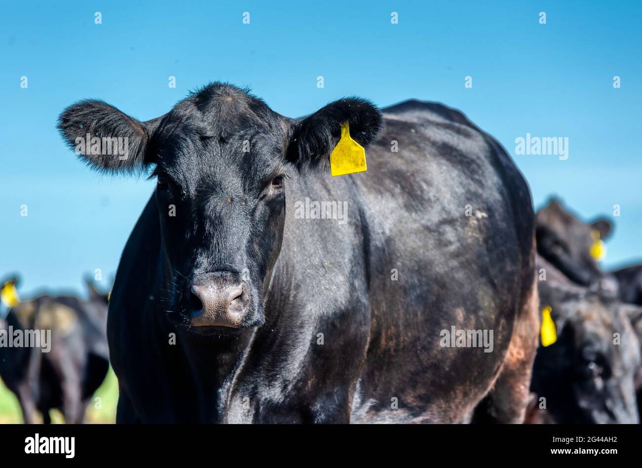 Une vache angus noire tombe sur un pré vert. Banque D'Images