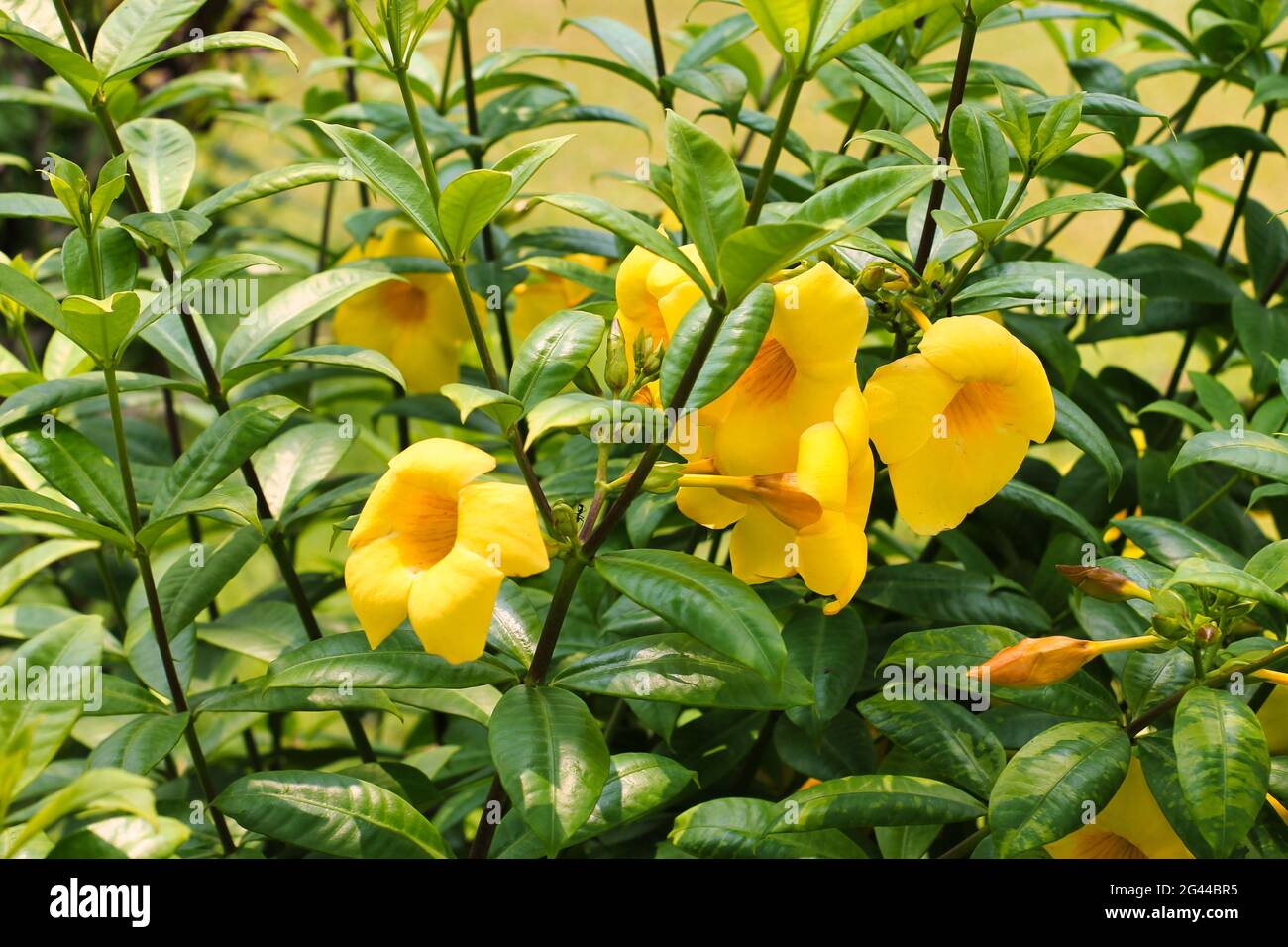 Bouquet de belle fleur tropicale sauvage jaune de trompette d'or (Allamanda  cathartica Photo Stock - Alamy