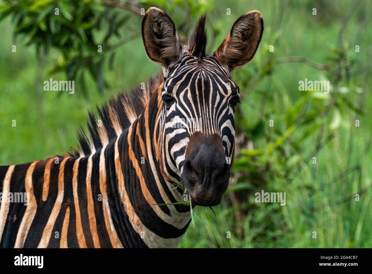 Zebra dans les prairies, Parc national d'Akagera, province orientale, Rwanda, Afrique Banque D'Images