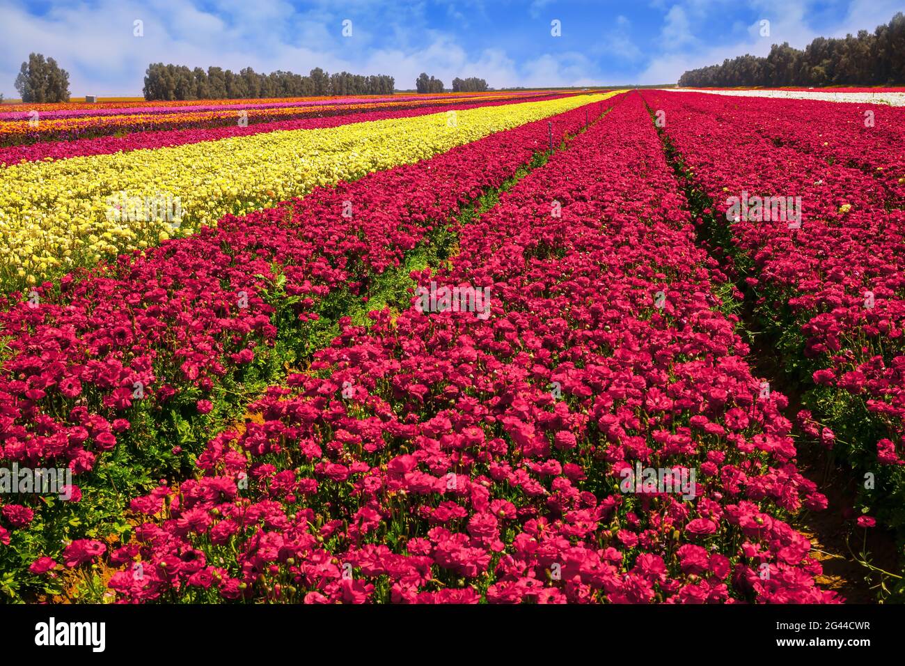 Kibbutz champ de buttertasses à fleurs Banque D'Images