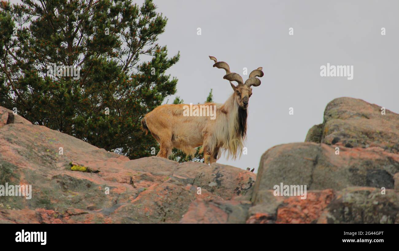 Markhor, Korkeasaari, Helsinki. Banque D'Images