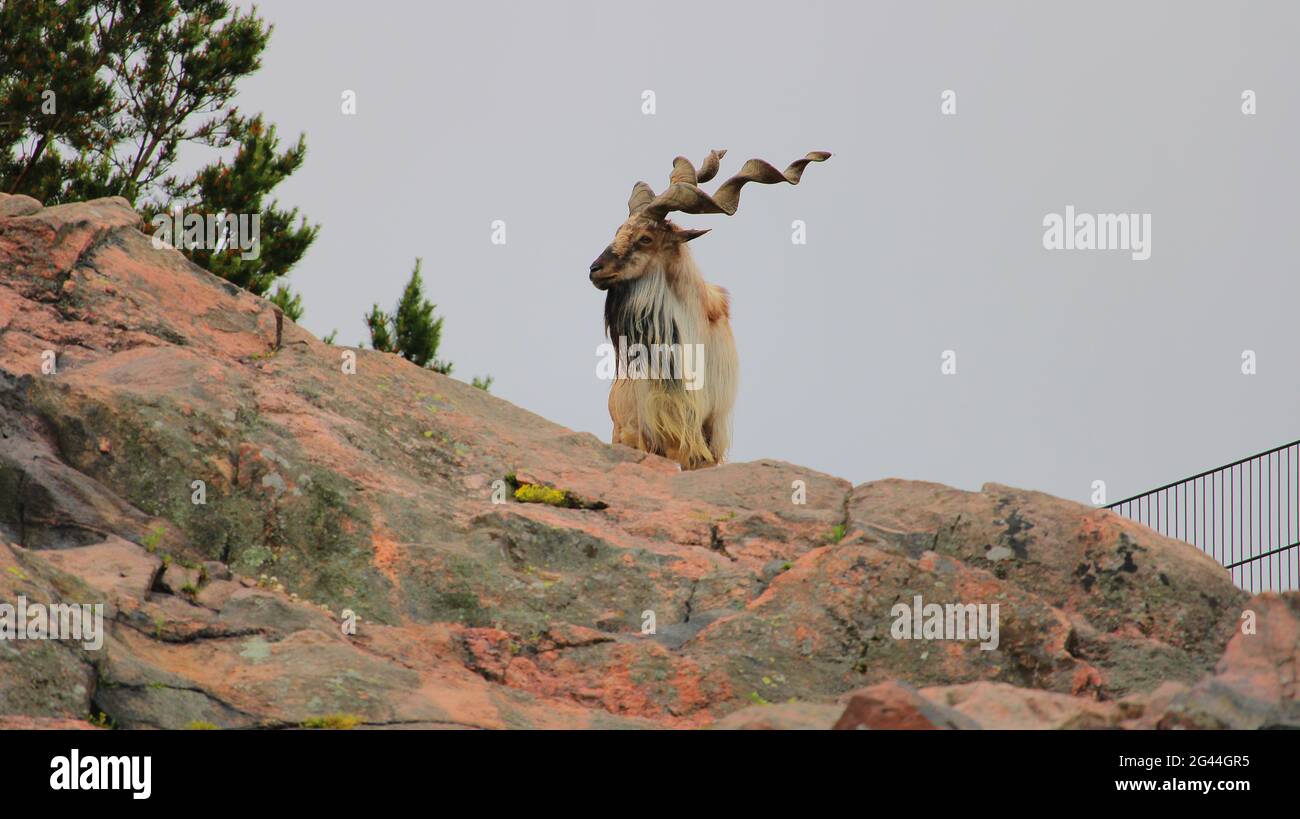 Markhor, Korkeasaari, Helsinki. Banque D'Images