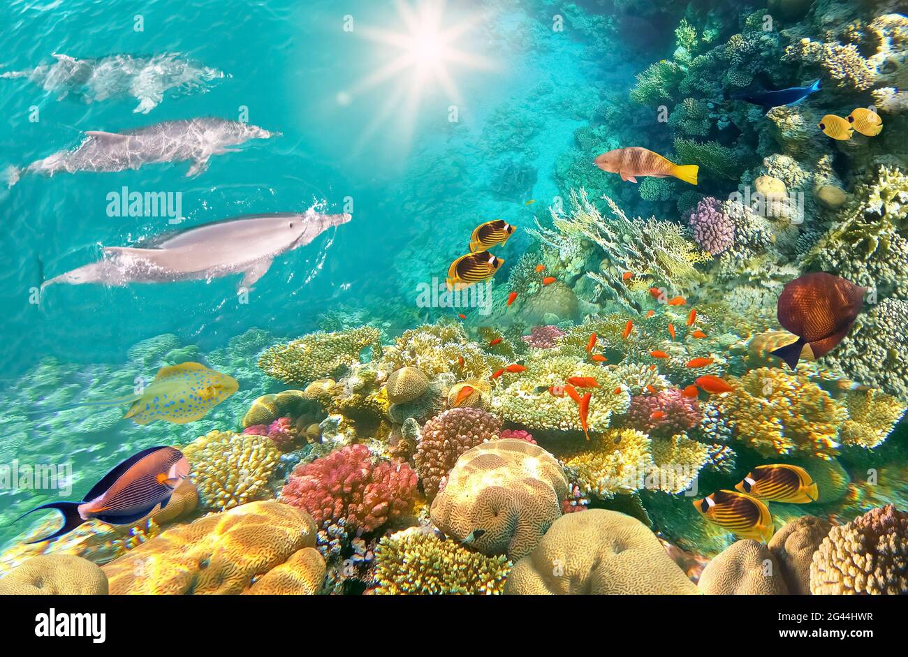 Scène sous-marine avec dauphins et récif de corail coloré plein de poissons rouges. Carte postale de la vie marine Banque D'Images