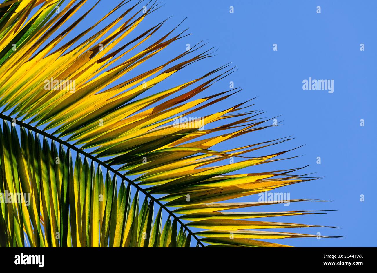 Feuille de palmier contre ciel bleu clair Banque D'Images
