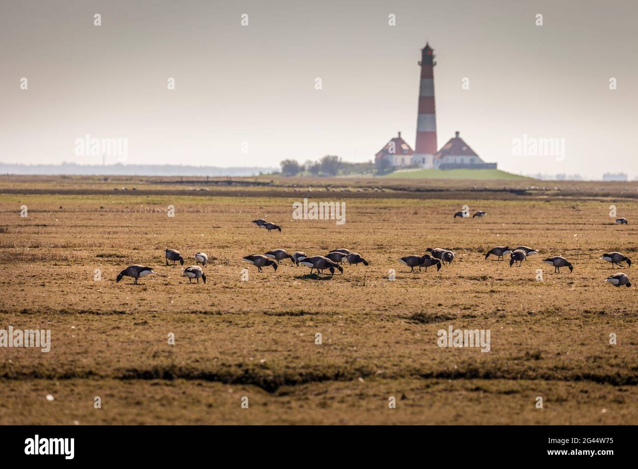 Oiseaux migrateurs au repos au phare de Westerheversand, au nord de la Frise, au Schleswig-Holstein Banque D'Images