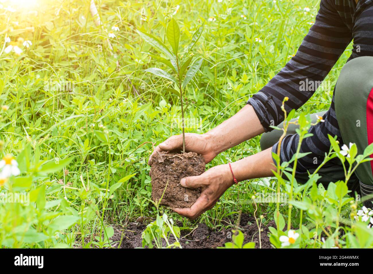 Gros plan d'un jeune homme plantant du germe dans le jardin - début d'UNE nouvelle vie. Concept de la journée de l'environnement Banque D'Images