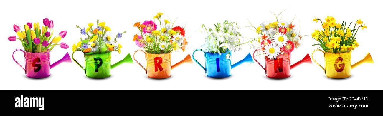 Bouquet de fleurs sauvages colorées dans un arrosoir. Concept de printemps et de jardinage. Banque D'Images