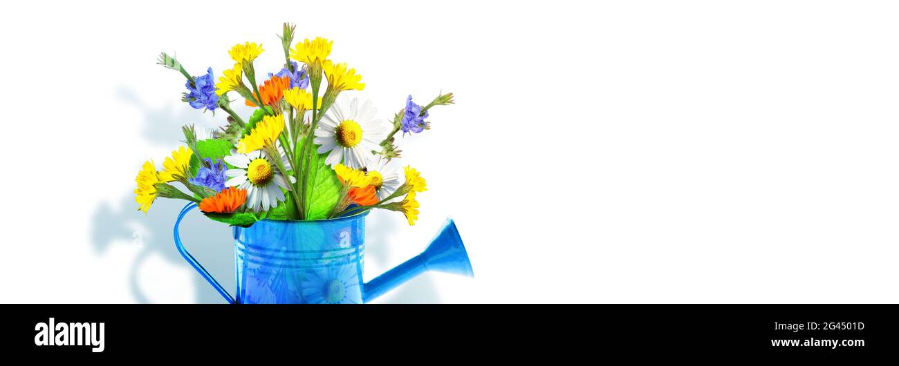 Bouquet de fleurs sauvages colorées dans un arrosoir. Concept de printemps et de jardinage. Banque D'Images