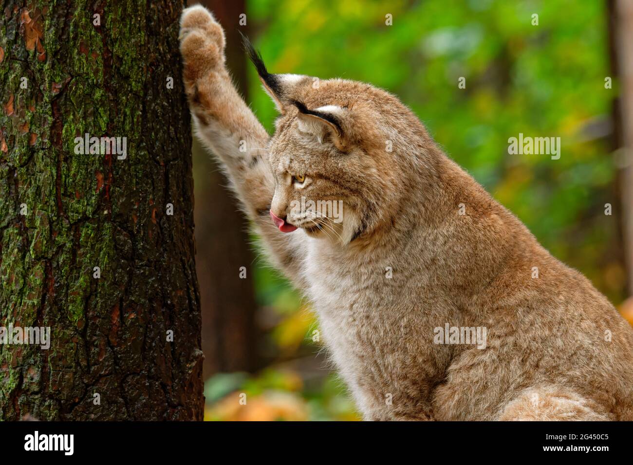 Lynx rayures sur l'arbre, Lynx, Bad Schandau, Parc national de la Suisse saxonne, Suisse saxonne, grès d'Elbe, Saxe, Allemagne Banque D'Images