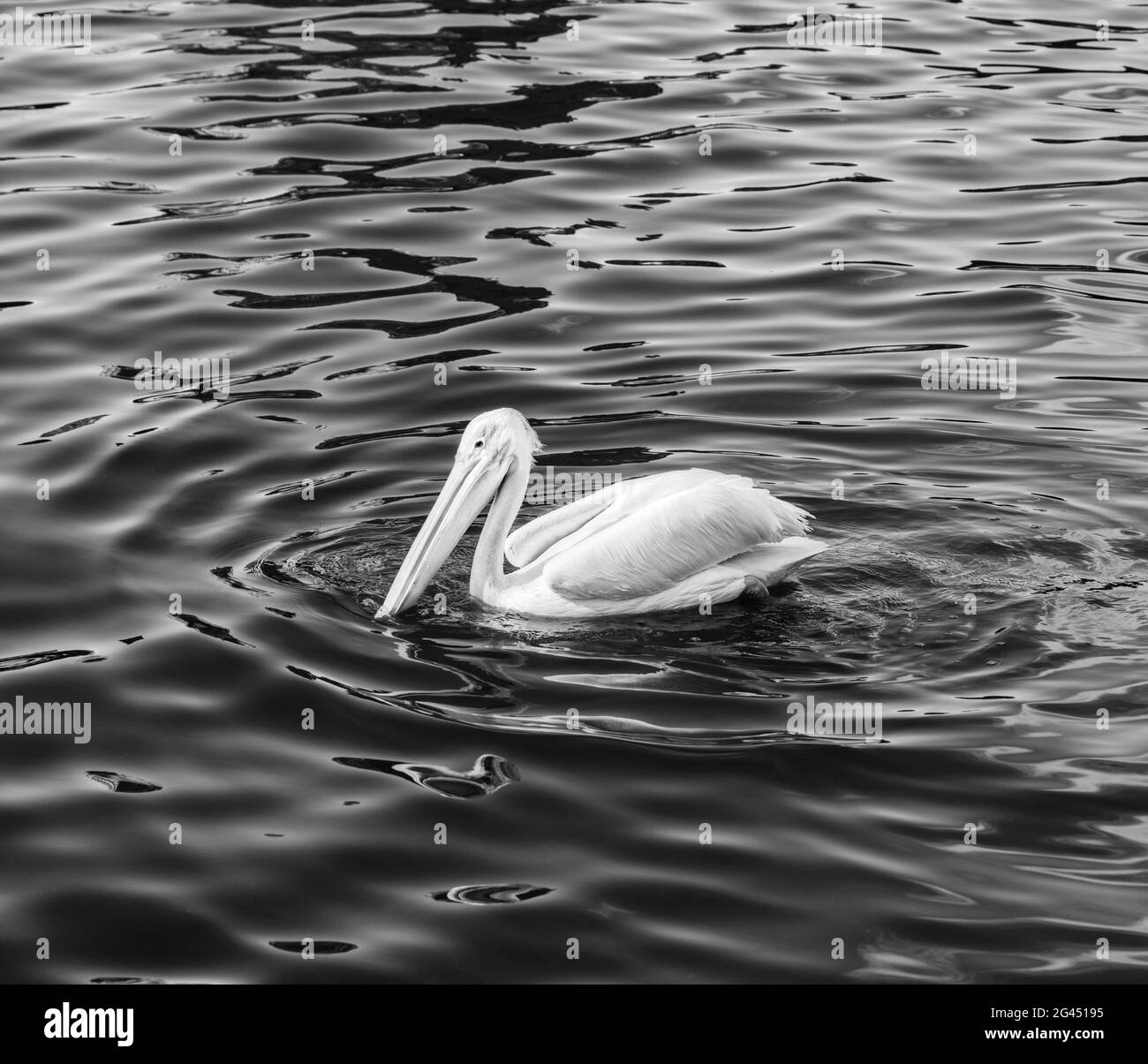 Pelican flottant sur l'eau dans le lac en noir et blanc Banque D'Images