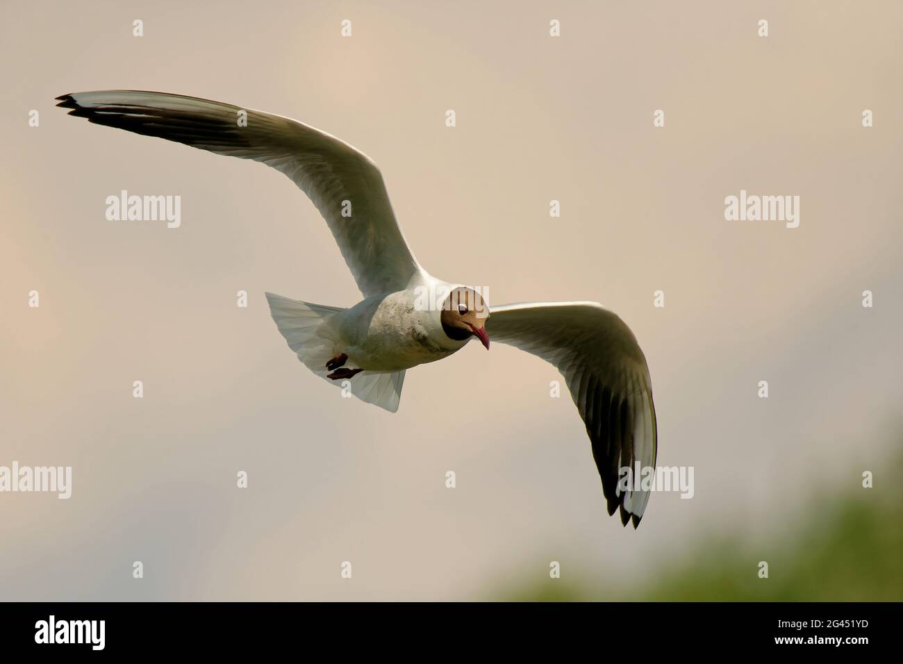 Mouette à tête noire Banque D'Images