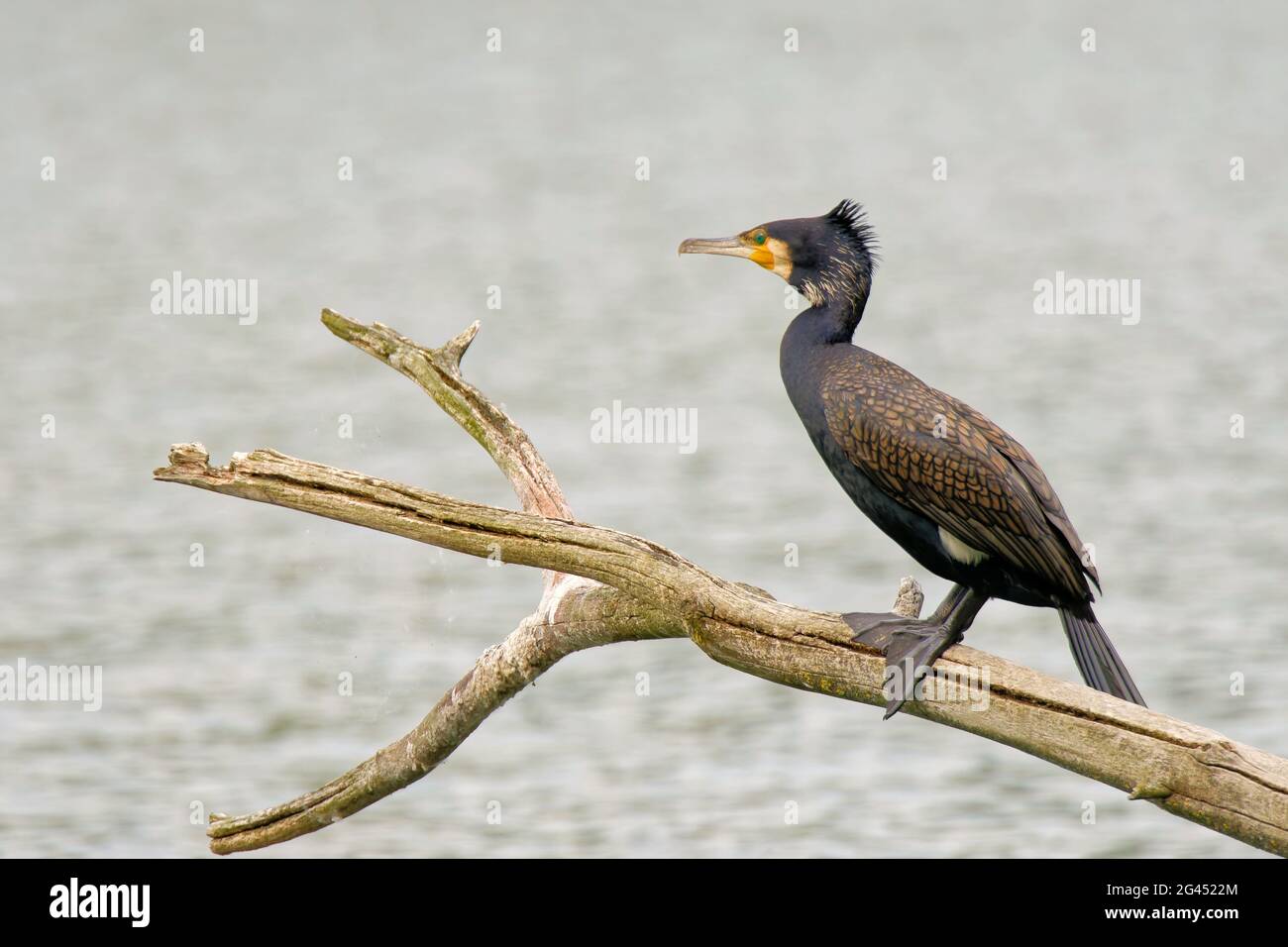 Grand cormorant assis sur une branche Banque D'Images