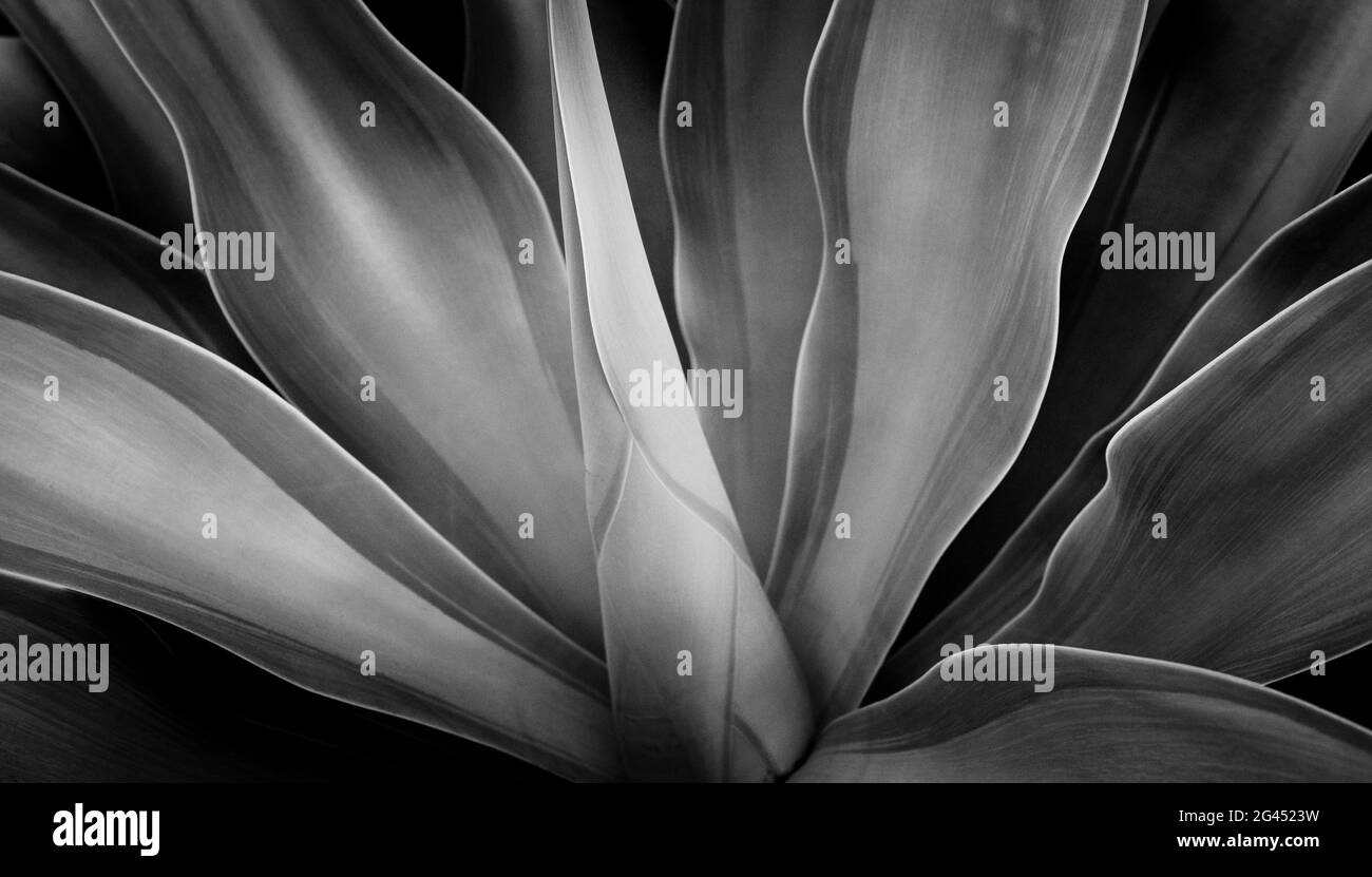 Gros plan des feuilles d'agave en noir et blanc Banque D'Images