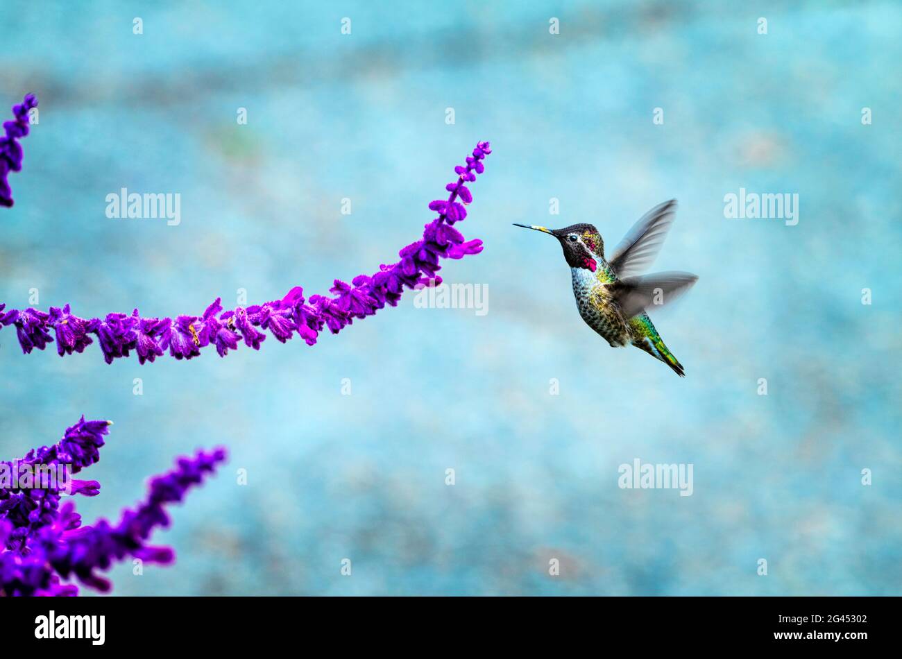 Un colibri planant près des fleurs violettes Banque D'Images