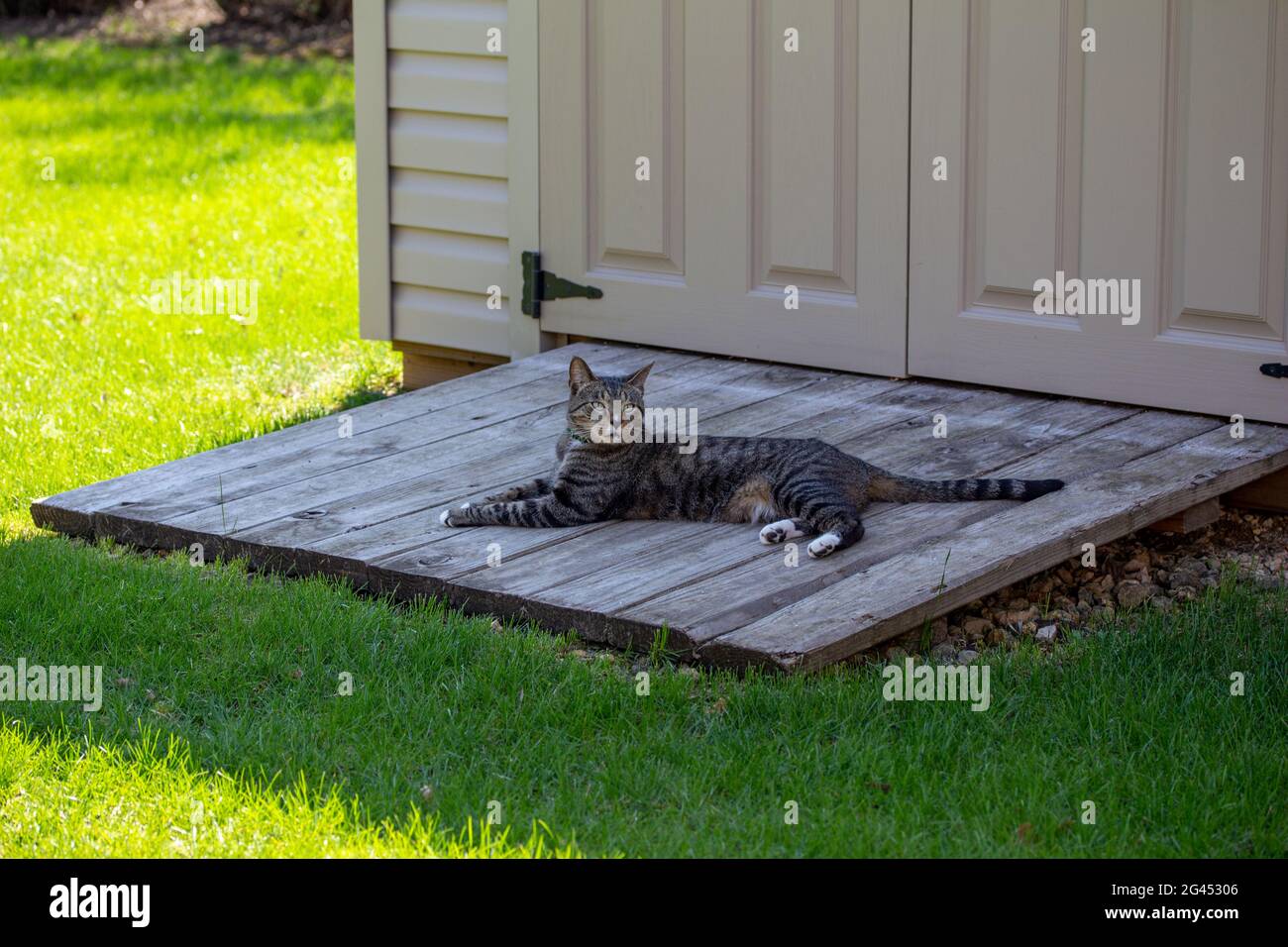 Vue rapprochée d'un chat tabby rayé gris avec des pieds blancs, détente dans le confort ombragé sur la rampe en bois d'un abri de jardin résidentiel Banque D'Images