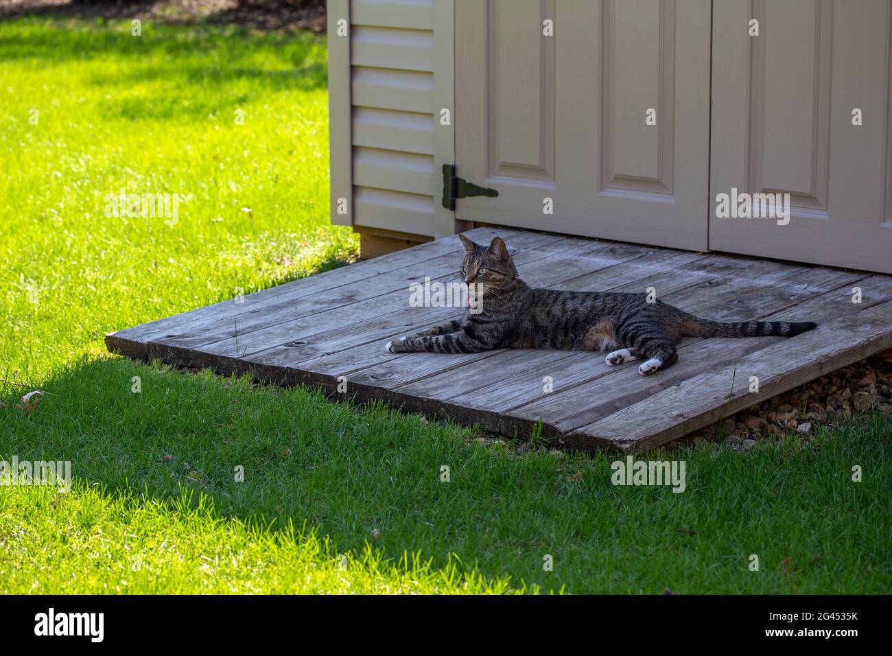 Vue rapprochée d'un chat tabby rayé gris avec des pieds blancs, détente dans le confort ombragé sur la rampe en bois d'un abri de jardin résidentiel Banque D'Images