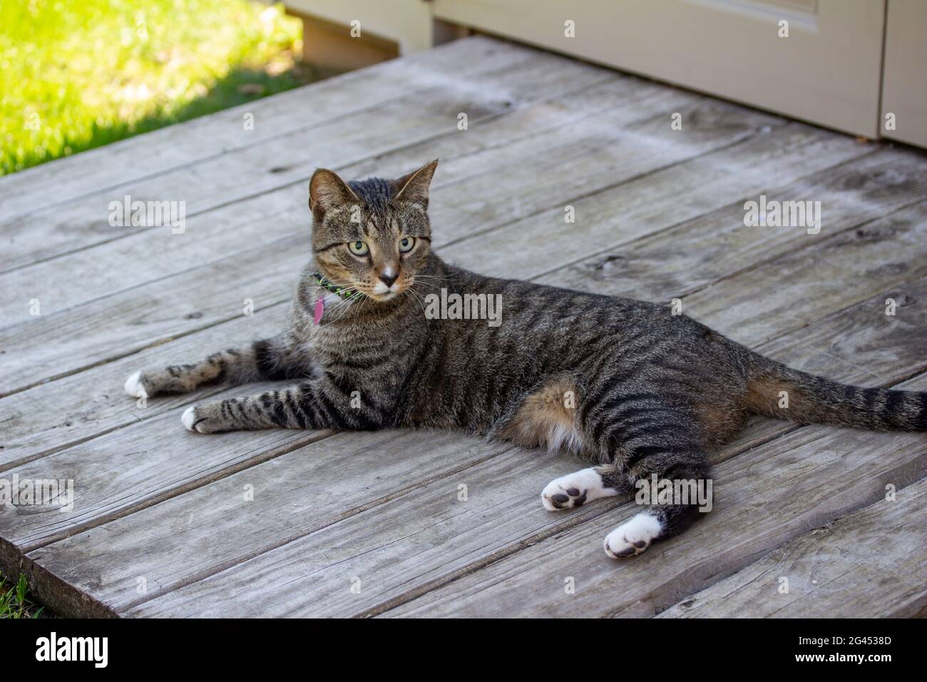 Vue rapprochée d'un chat tabby rayé gris avec des pieds blancs, détente dans le confort ombragé sur la rampe en bois d'un abri de jardin résidentiel Banque D'Images