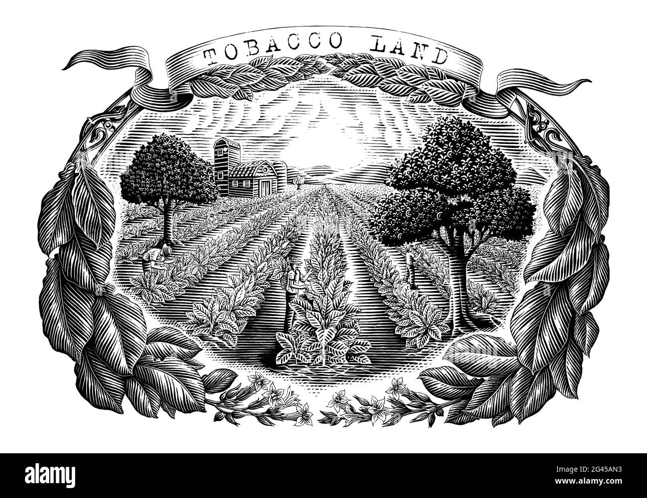 Tabac terre main dessin vintage style gravure noir et blanc clip art isolé sur fond blanc Illustration de Vecteur