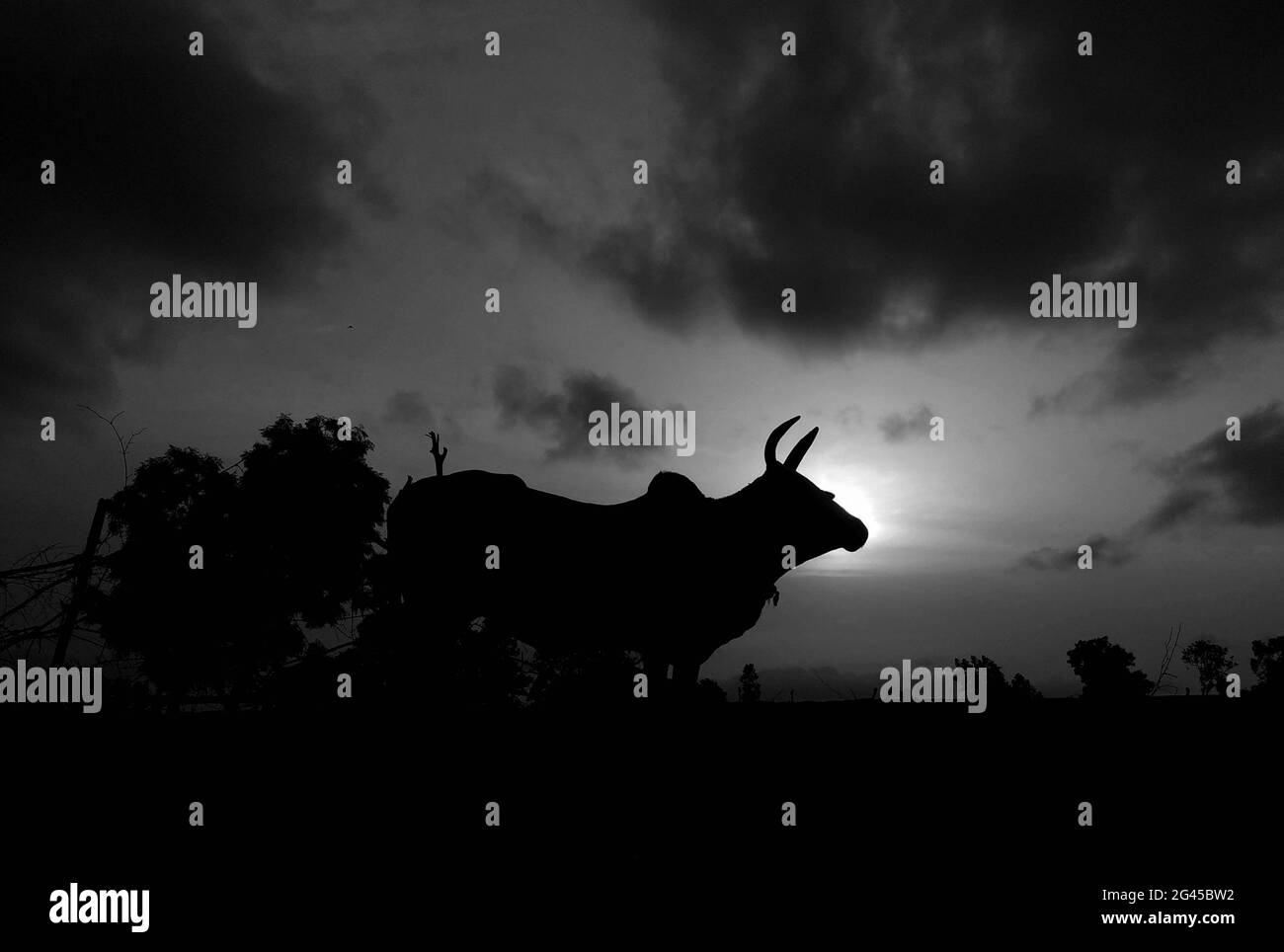 Un taureau indien aux rayons du soleil en noir et blanc. Banque D'Images