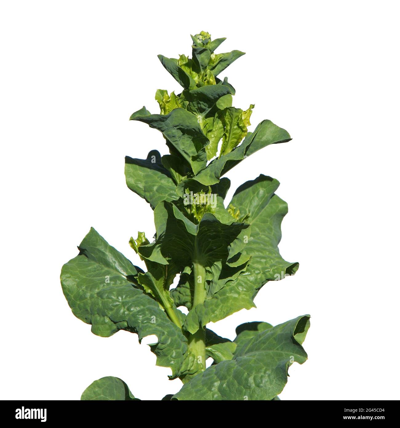 Plante de laitue isolée sur blanc, Lactuca sativa Banque D'Images