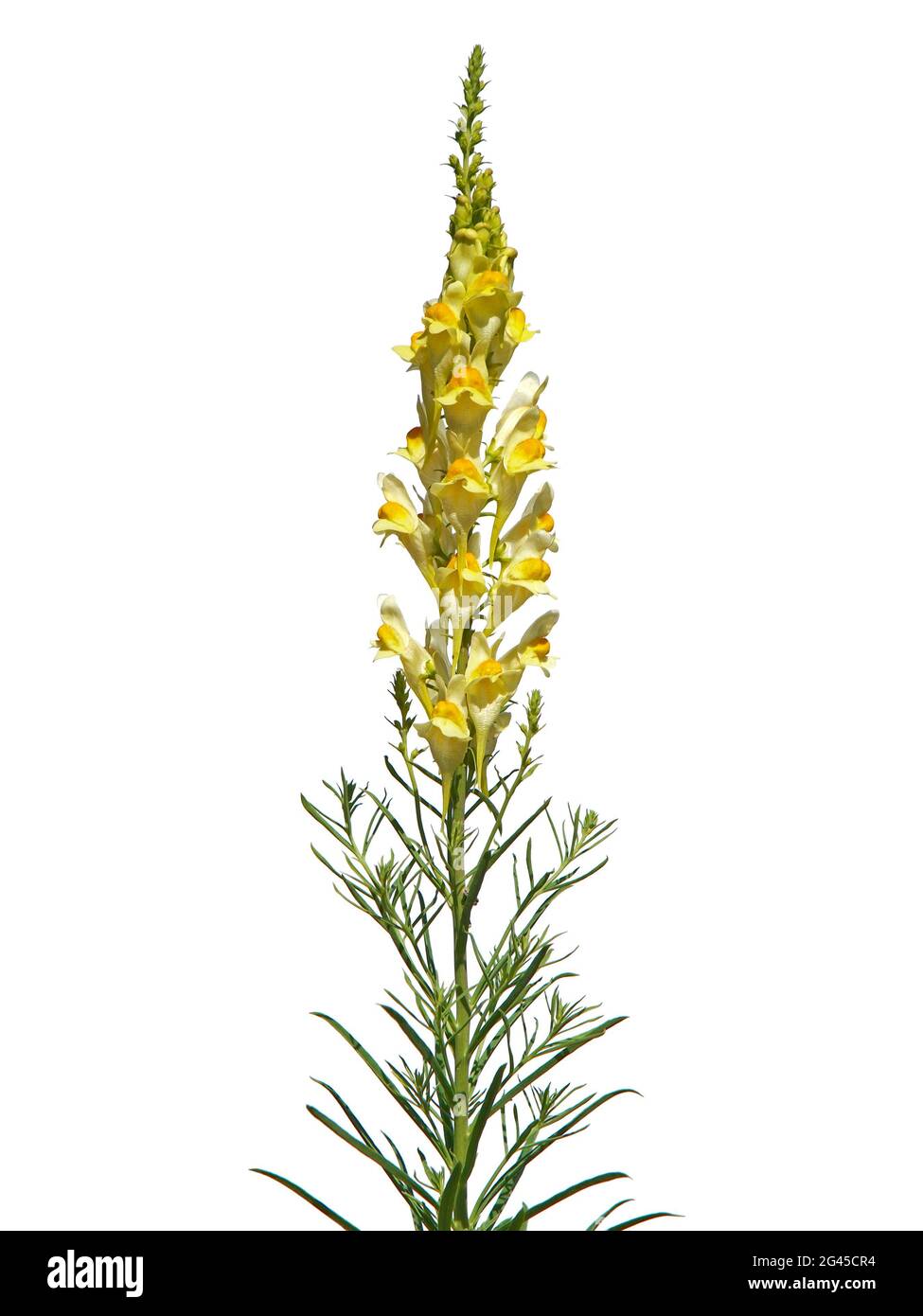 Fleur jaune de toadlin commun ou beurre-et-oeufs. Linaria vulgaris Banque D'Images
